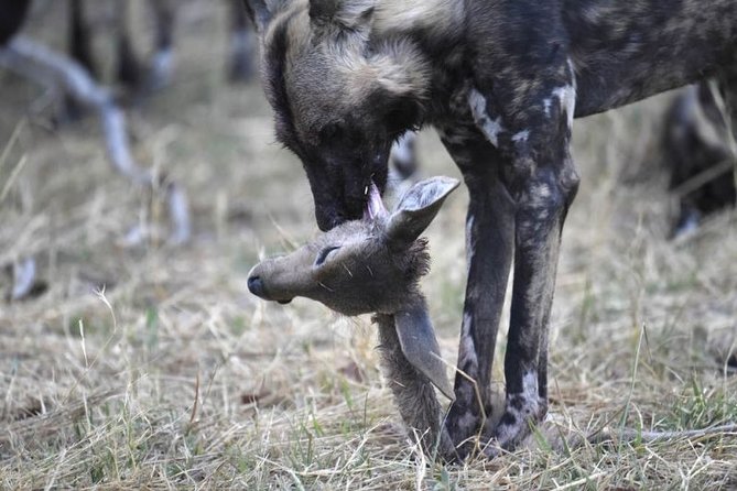 10 Day Zimbabwe and Chobe NP Tour - Days 4 and 5: Hwange, the main safari section