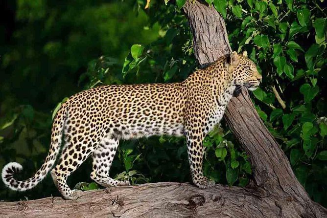 10 Day Zimbabwe and Chobe NP Tour - Day 1: Arriving in Harare