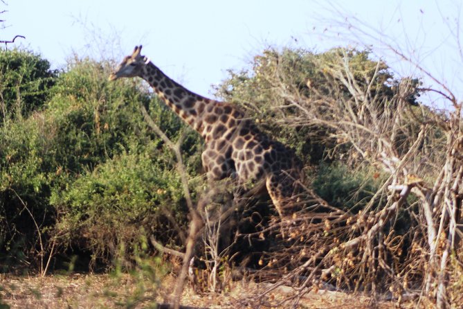 2-Day Camping Safari in Chobe National Park from Victoria Falls - Meals, weather, and what to pack