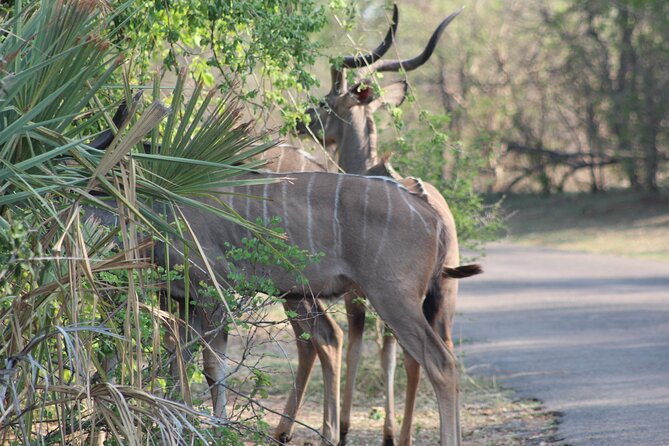 2-Day Camping Safari in Chobe National Park from Victoria Falls - The Chobe River boat safari
