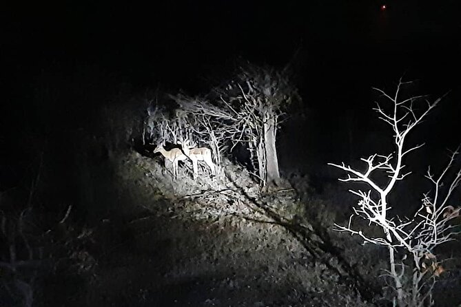 2 Hour Stargazing Tour in Victoria Falls NP Area in 4x4 - Who should choose this evening experience?