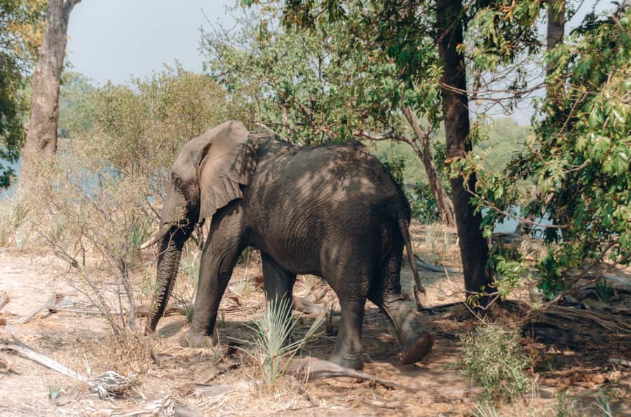 3 Days Explore Zambia, Zimbabwe and Chobe Park in Botswana - Key points at a glance