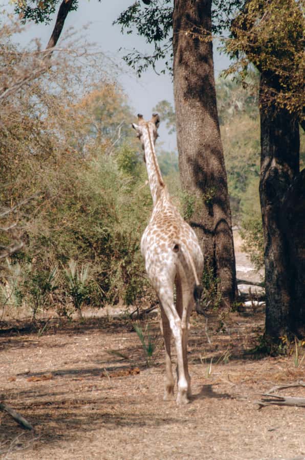 3 Days Explore Zambia, Zimbabwe and Chobe Park in Botswana - Who should book this tour?