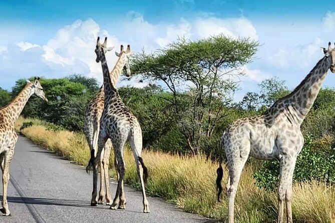 3 Days Tour at Chobe Park and Victoria Falls with Airport Pickup - Day 2: A long border day into Botswana