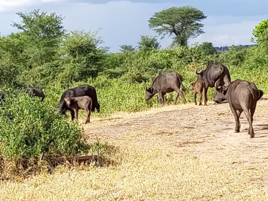 3 Days Victoria Falls and Full day Chobe National Park - Victoria Falls spray, rainbows, and walking conditions