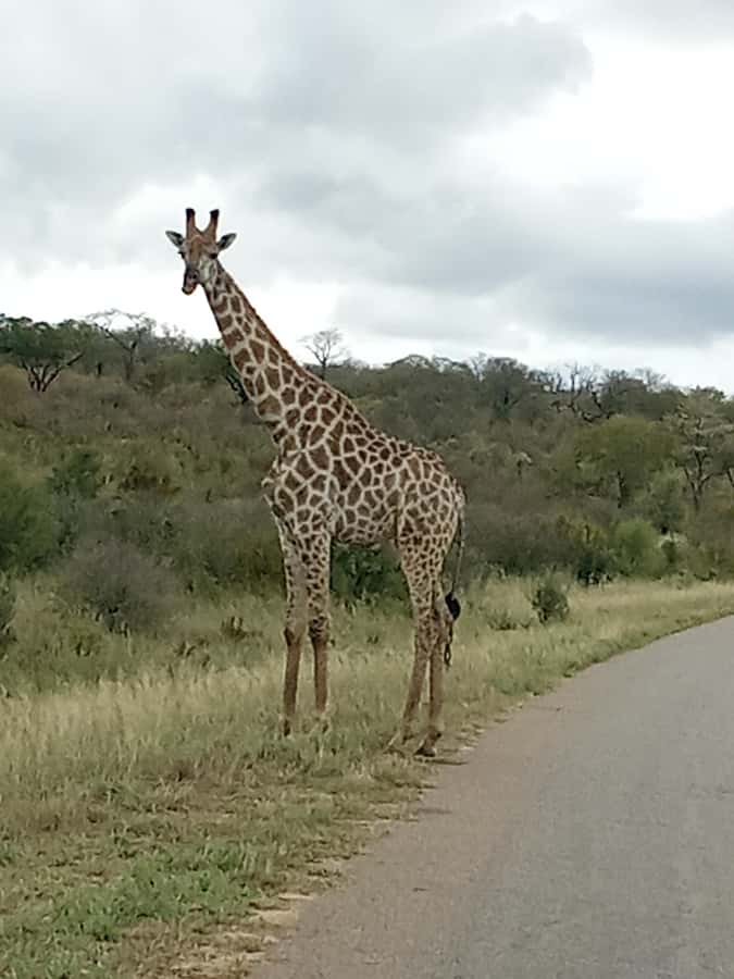 3 Days Victoria Falls and Full day Chobe National Park - Chobe River boat safari: wildlife at the water’s edge