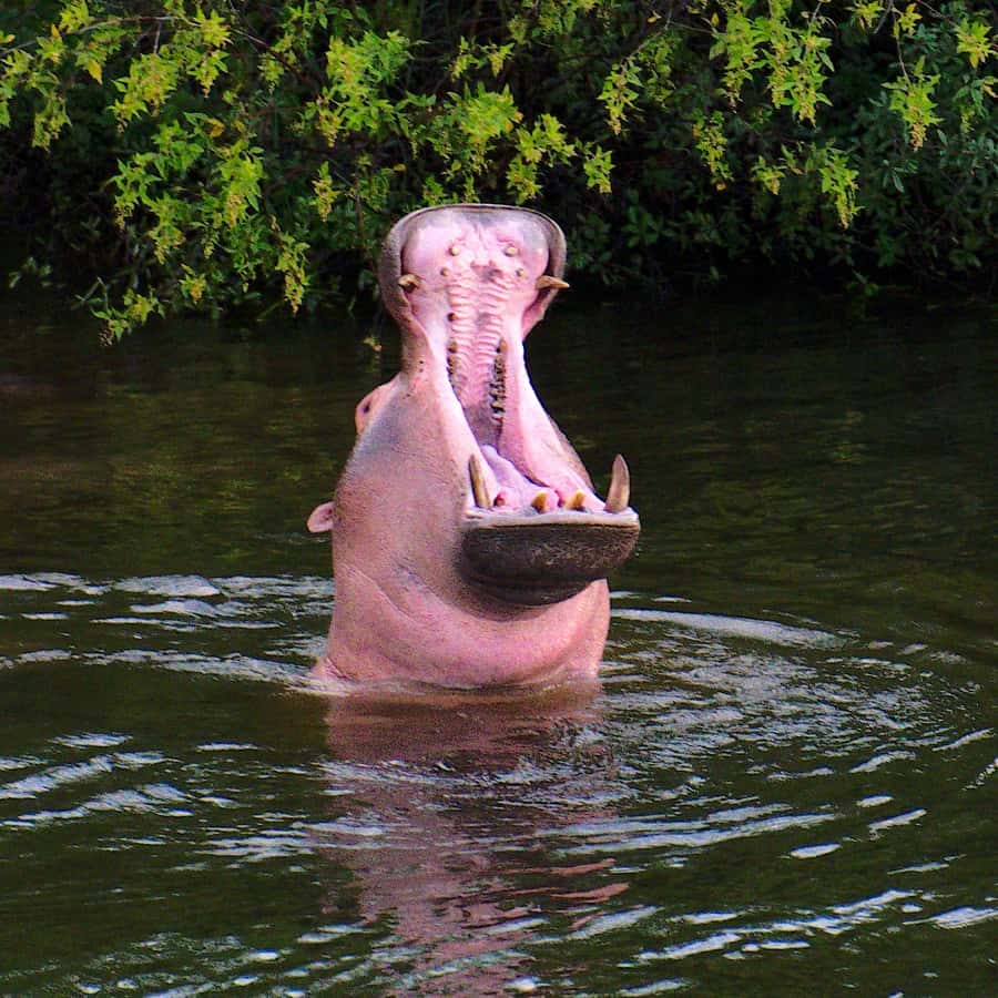 3 Days Victoria Falls and Full day Chobe National Park - Arrival in Victoria Falls and the 2:30 p.m. start