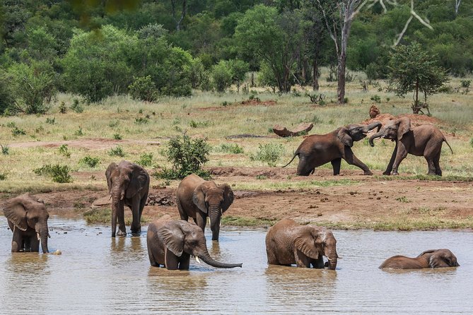 4-Day Discover Victoria Falls, Chobe and Hwange Park - Day three: Hwange, coal country, and a full safari day