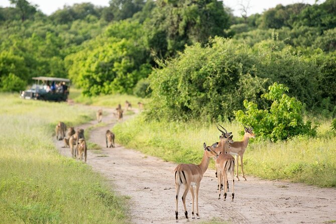 4-Day Victoria Falls and Hwange National Park Tour - Final call: a strong short introduction to Zimbabwe