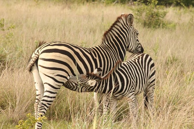 4 Days Victoria Falls Safari Tour & Chobe National Park game drive - Day 3: Game drive and river safari in Chobe National Park