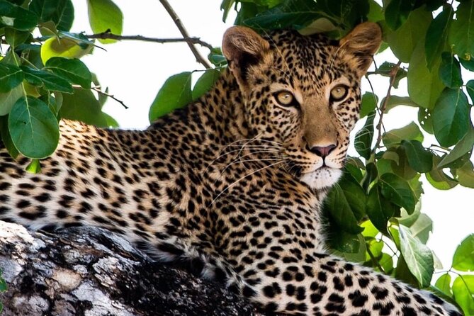 4 Days Victoria Falls Safari Tour & Chobe National Park game drive - Who will get the most from this tour