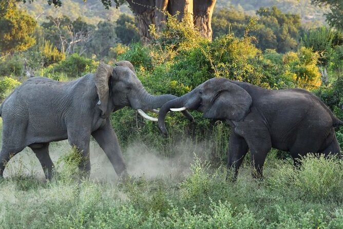 4 Days Victoria Falls Safari Tour & Chobe National Park game drive - Booking details worth checking before you pay