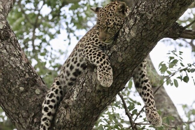 4 Days Victoria Falls Safari Tour & Chobe National Park game drive - Should you book the Victoria Falls and Chobe package?