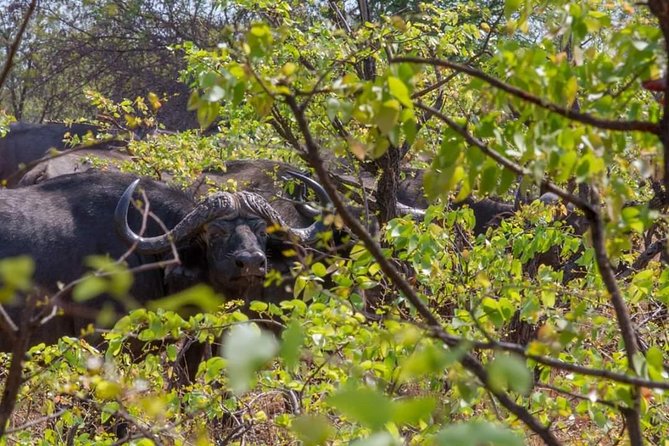 4 Days Victoria Falls Zimbabwe with Chobe National Park Safari Botswana and Livingstone Zambia - Sunset wildlife on the Zambezi River