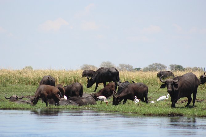 5-DAY Victoria Falls and Chobe National Park - Day 3: A long wildlife day across the Botswana border