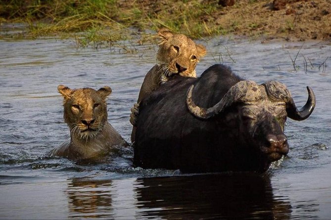 5 Day Victoria Falls and Chobe National Park Camping Tour - Who should book this camping safari?