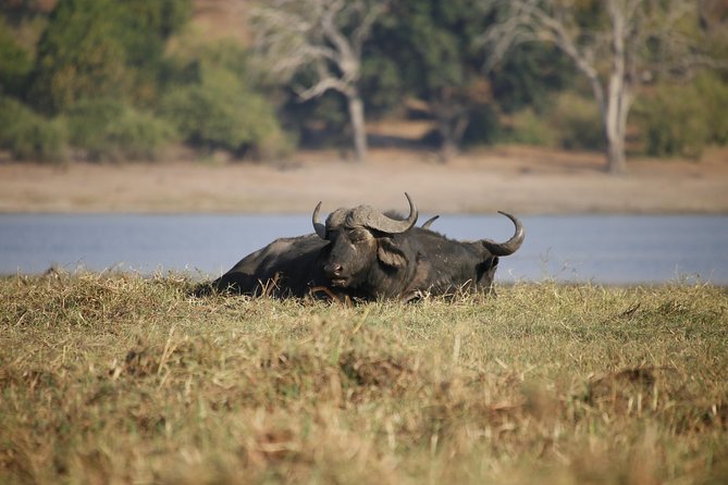 5 Day Victoria Falls and Chobe National Park Luxury Accommodated Tour - Days three and four: two days in Chobe National Park