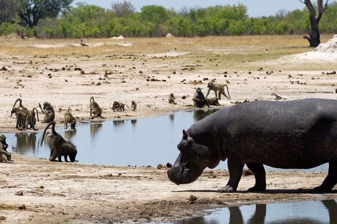 5 Day Victoria Falls and Hwange National Park Accommodated Safari Tour - Why Victoria Falls and Hwange work so well together
