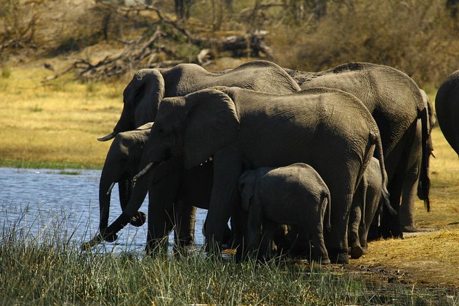 5 Day Victoria Falls and Hwange National Park Accommodated Safari Tour - Days 3 and 4: The real safari time begins in Hwange