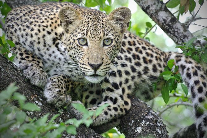 5 Day Victoria Falls and Hwange National Park Accommodated Safari Tour - What $1,800 per person really covers