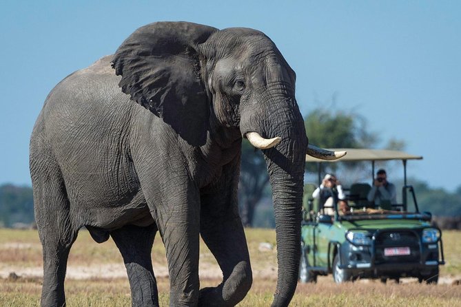 5 Day Victoria Falls and Hwange National Park Accommodated Safari Tour - Physical demands, group size, and the safari pace