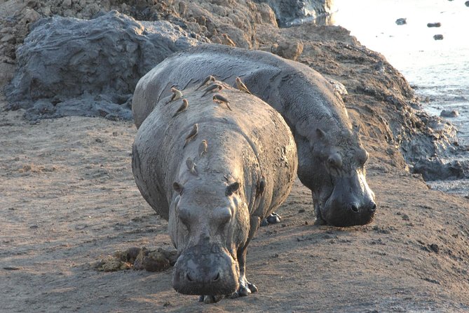 5 Day Victoria Falls and Hwange National Park Accommodated Safari Tour - Day 1: A two-hour sunset cruise on the upper Zambezi