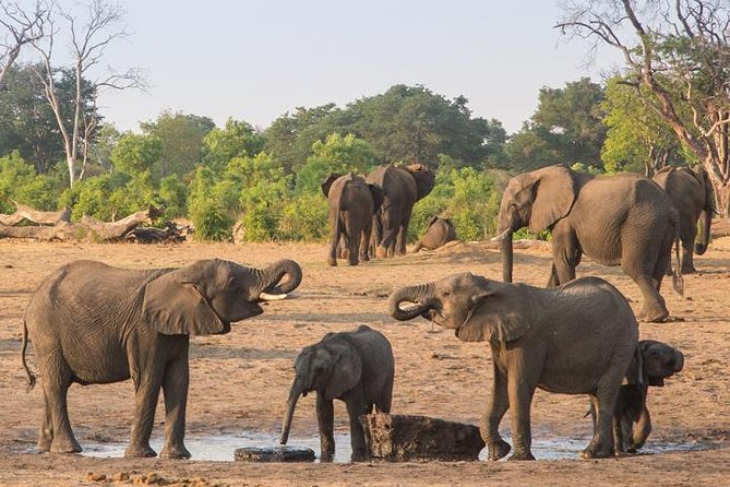 5 Day Victoria Falls and Hwange National Park Accommodated Tour Safari - Why this five-day pairing works