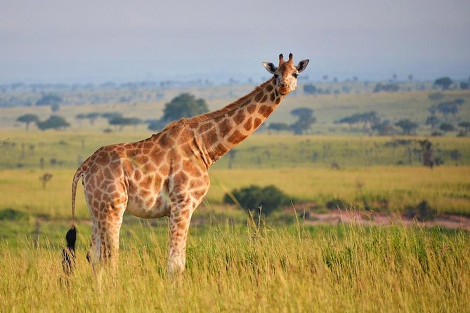 6-day Hwange, Chobe & Victoria Falls Combo - Three major sights in six days