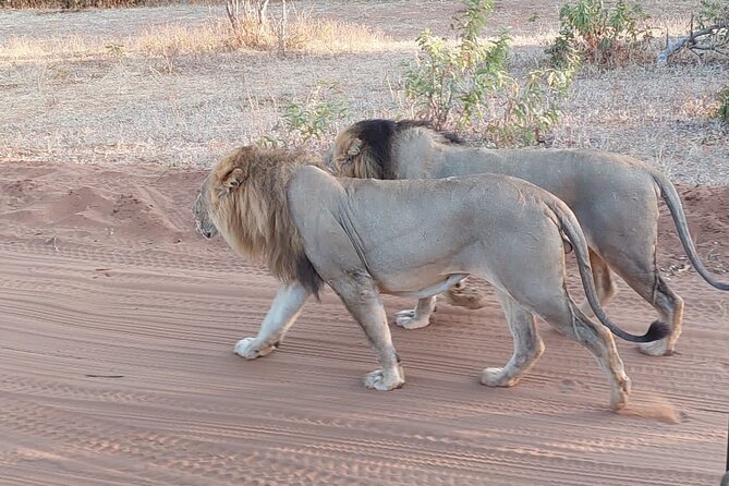 6 Days Victoria Falls Chobe Wildlife and Okavango Delta Tour - Day 1: Crossing from Victoria Falls to Chobe Riverfront