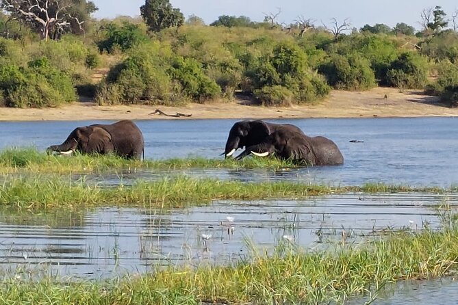 6 Days Victoria Falls Chobe Wildlife and Okavango Delta Tour - Day 2: Two Chobe drives, from 6:00 AM to 6:00 PM