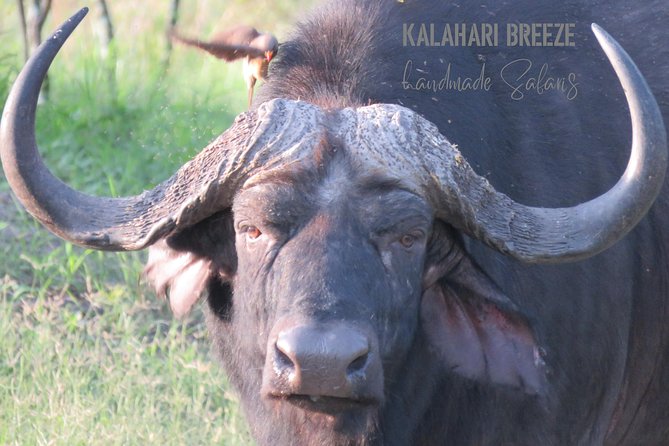7 Day Highlights Of Botswana Overland Tour – ACCOMODATED (midrange) - Day 4: Walking near Elephant Sands and the Makgadikgadi Salt Pans