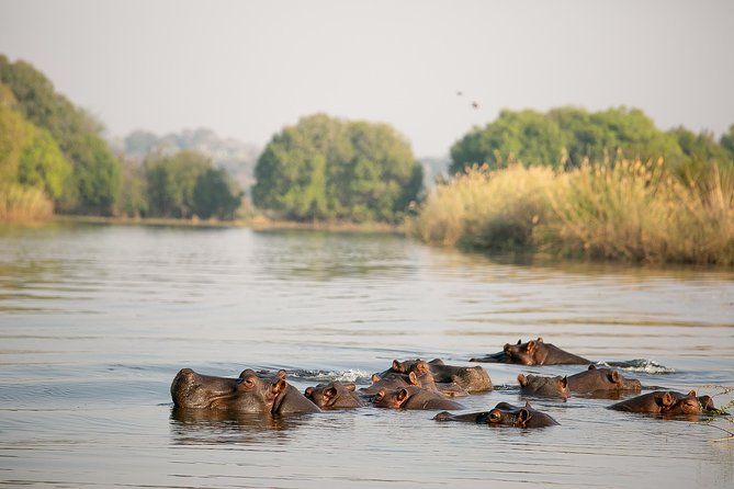 Birdwatching Cruise in Zambezi River with Breakfast - Why dawn is the right time on the Zambezi
