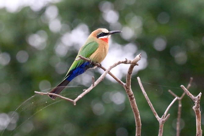 Birdwatching Cruise in Zambezi River with Breakfast - Breakfast on the river