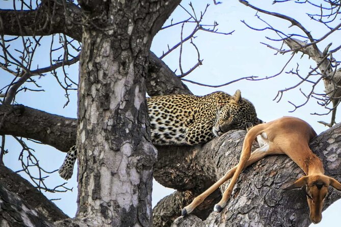 Chobe Botswana Day Trip River and Land Safari from Victoria Falls - The 7am departure through Zambezi National Park