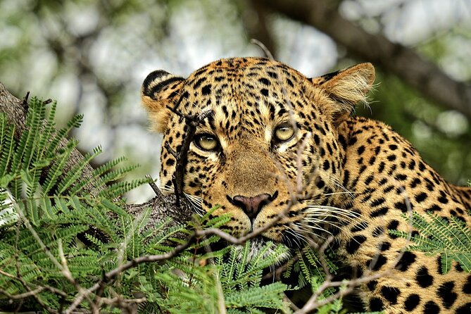 Chobe Botswana Day Trip River and Land Safari from Victoria Falls - Lunch at Chobe Safari Lodge around noon