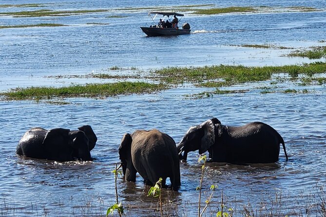 Chobe Botswana Day Trip River and Land Safari from Victoria Falls - Why the land and water combination matters