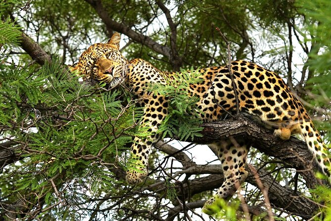Chobe Botswana Day Trip River and Land Safari from Victoria Falls - The morning game drive in Chobe National Park