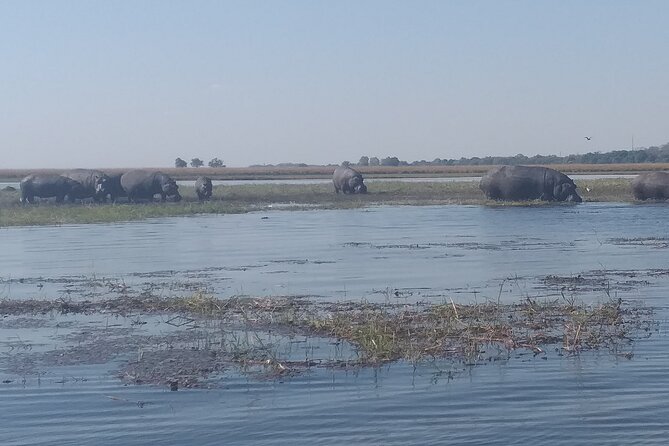 Chobe Botswana Full-Day Trip - Crossing from Zimbabwe into Botswana