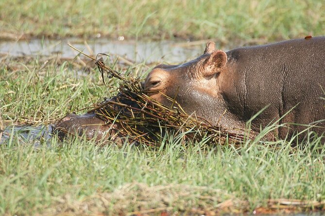 Chobe Day Trip - Wildlife expectations at Chobe
