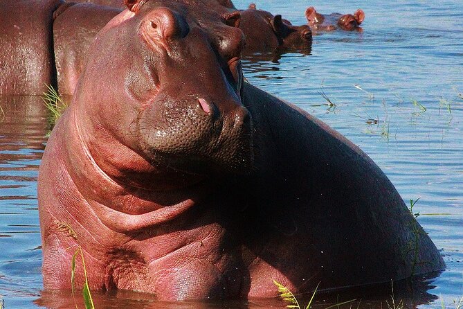 Chobe Day Trip - What to bring and what to plan