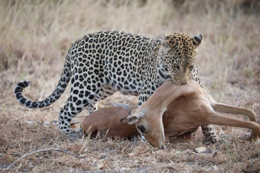 Chobe Day Trip - From Vic Falls - With Lunch (Buffet) - Key points to know before booking