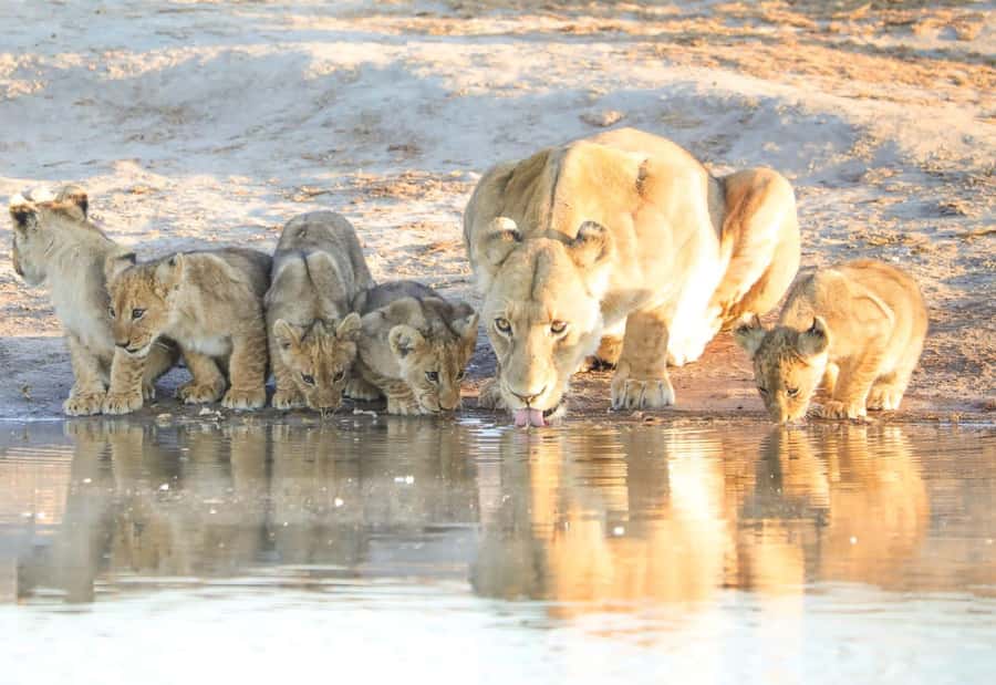 Chobe Day Trip - From Vic Falls - With Lunch (Buffet) - The morning game drive in Chobe