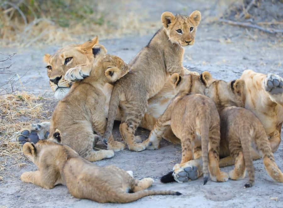 Chobe Day Trip - From Vic Falls - With Lunch (Buffet) - Buffet lunch and the midday pause