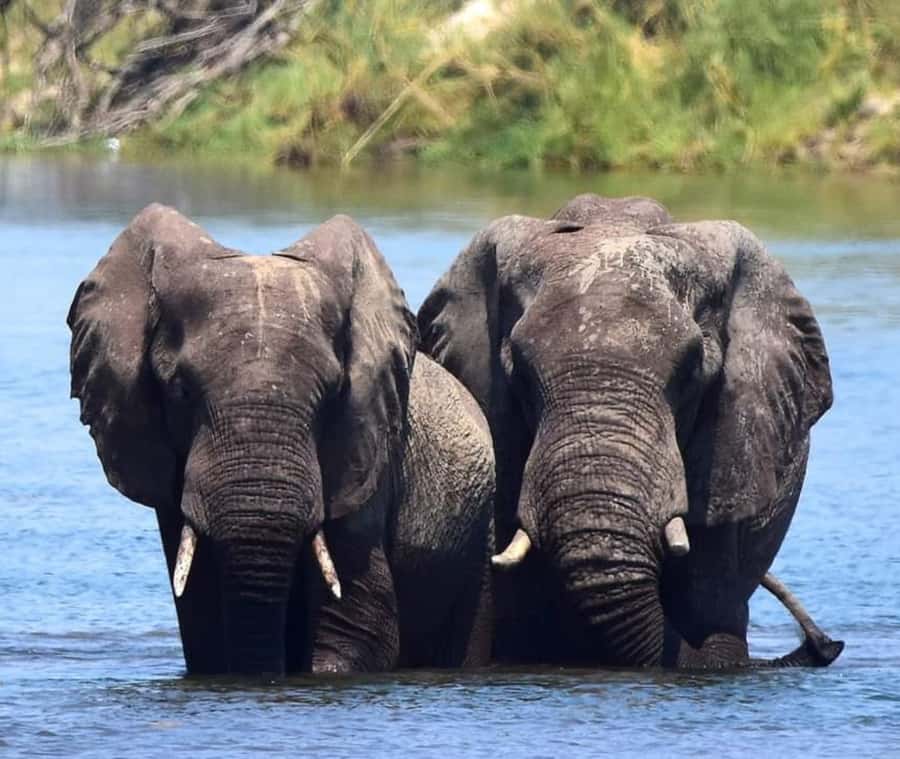 Chobe Day Trip - From Vic Falls - With Lunch (Buffet) - The Chobe River cruise