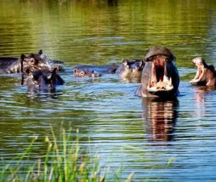 Chobe Day Trip - From Vic Falls - With Lunch (Buffet) - Timing, group coordination, and the real length of the day