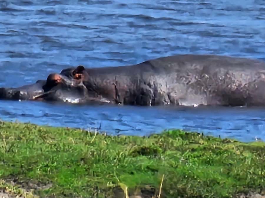 Chobe Day Trip - From Vic Falls - With Lunch (Buffet) - Crossing from Victoria Falls into Botswana
