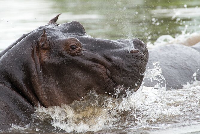 Chobe Day Trip from Victoria Falls - Why the water safari is the day’s best surprise