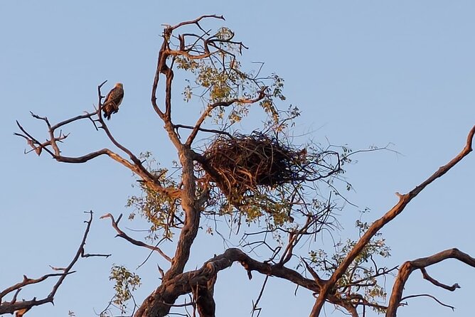 Chobe Day Trip from Victoria Falls - Returning across the border by about 4:30 p.m.