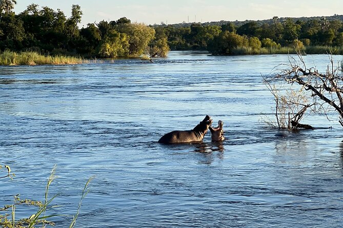 Chobe Day Trip from Victoria Falls - Is $190 a fair price?