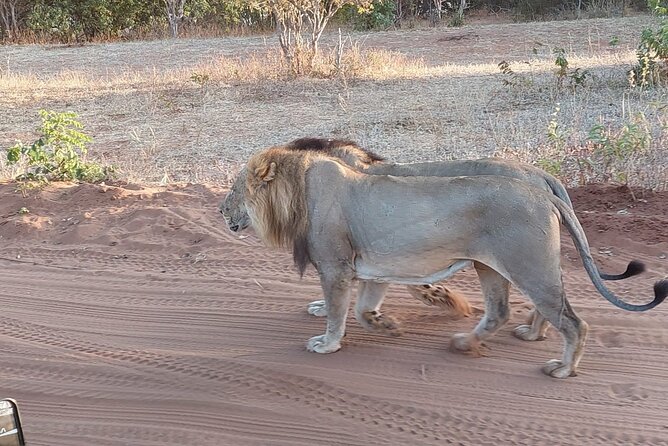 Chobe Day Trip from Victoria Falls - Who will enjoy this day most?